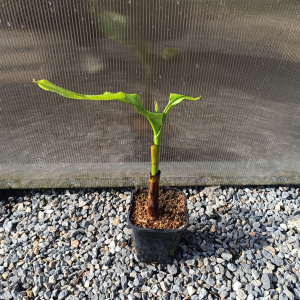 Musa Japonica (Banánovník japonský) ´MUSA BASJOO SAKHALIN´- kont. C1.3L, výška: 25-35 cm (-27°C)